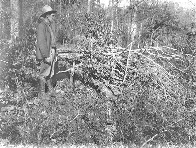 Brush pile of Quercus alba