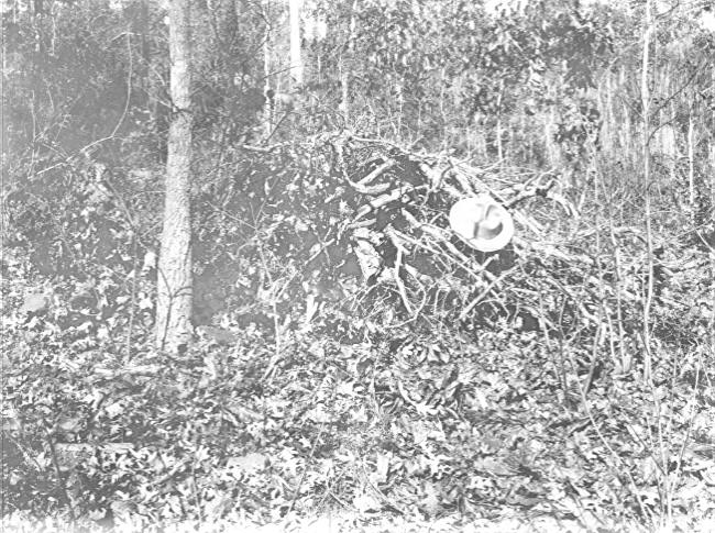 Brush pile of Quercus alba