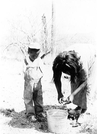 Sugauro harvest