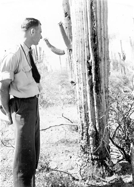 Cactus with lesion on So. side.