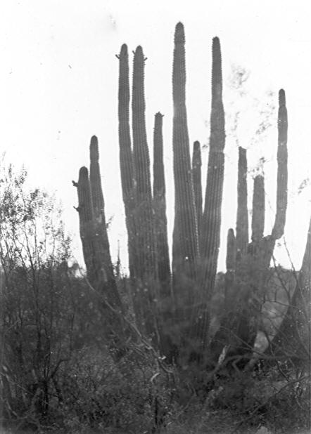 Organ pipe cactus