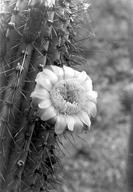 Blossom of organ pipe cactus