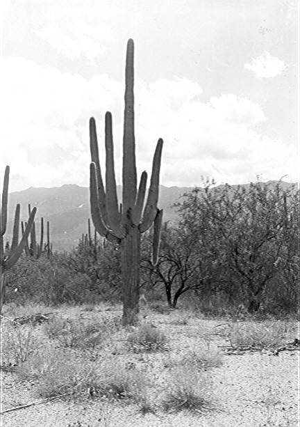 Cactus No. 177