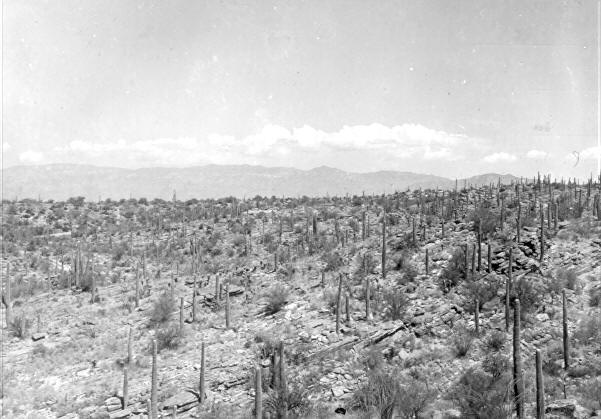 Views of Saguaros