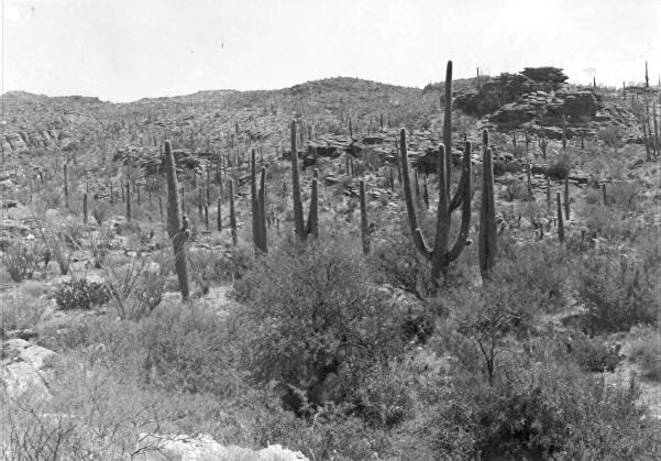 Views of Saguaros
