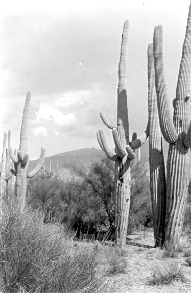 Cactus No. 109