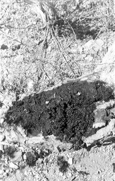 Diseased root on chrystate catus near the triangle at Saguaro N.M.