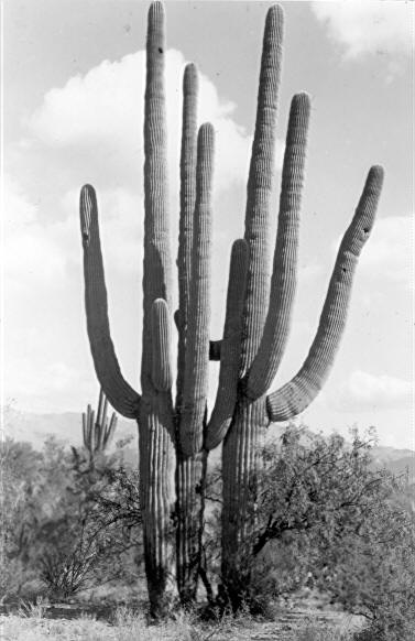 Cacti No. 57, 58, 59