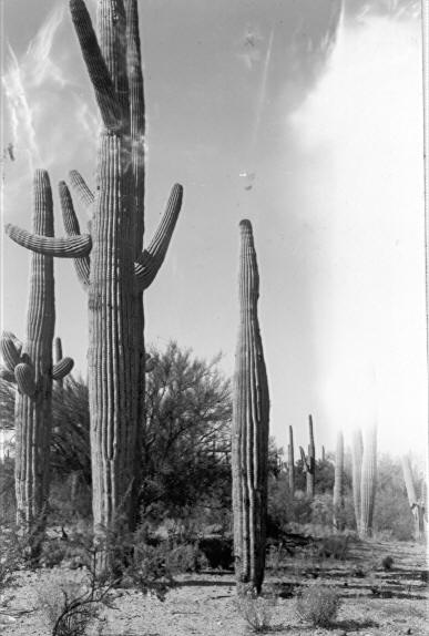 Cactus No. 14 (e5-218)