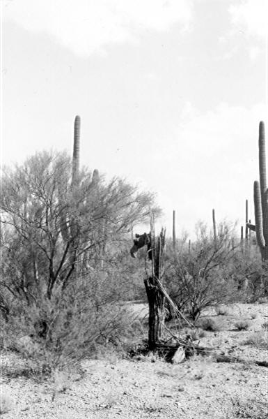Cactus No. 70. (e5-274)