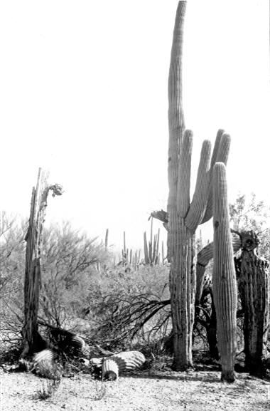 Cacti 178-181(E5-381-384)