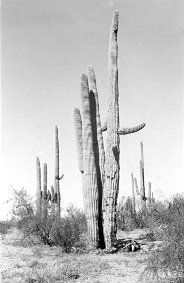 Cacti No. 9-12