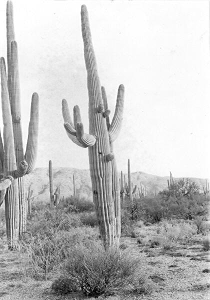 Cactus No. 181, 182