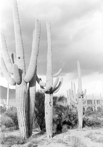 Cactus No. 109, etc.