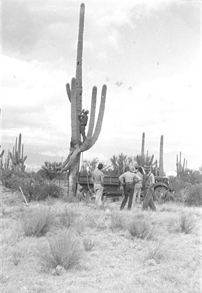 Men adjusting sling on cactus A1-12