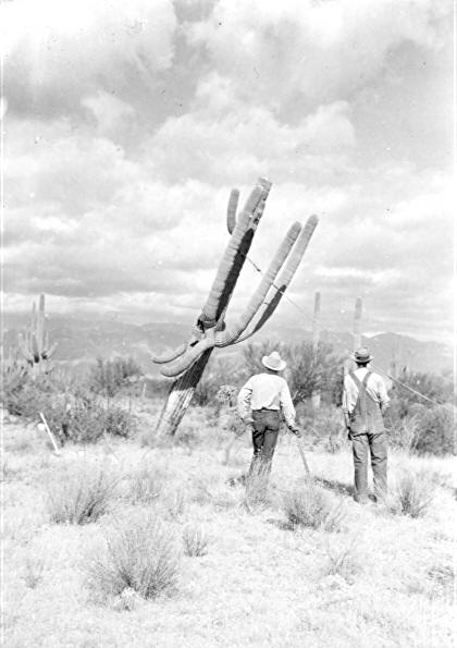 Cactus A1-12 falling