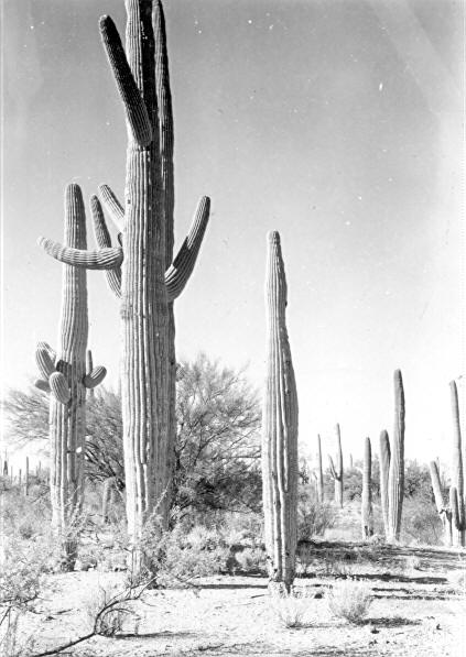 Cactus No. 14