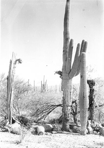 Cactus No. 178-181