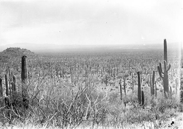 View of Tucson Mtn. Park looking S.W. from hill near La Verde mine