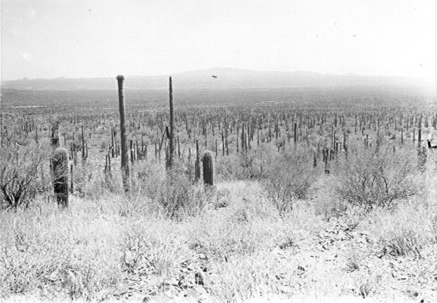 View of S. end of Tucson Mtn. Park from hill E. of preventorium