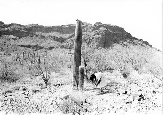 Indian harvesting saguaro fruit