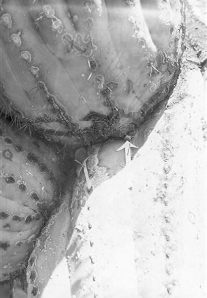 Close up of Fomes robustus (?) sporophore under arm to south of cactus No. F5-219