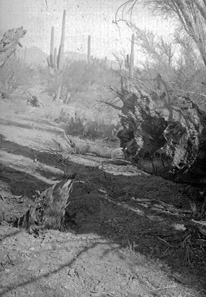 View of decayed stump and butt end of plant