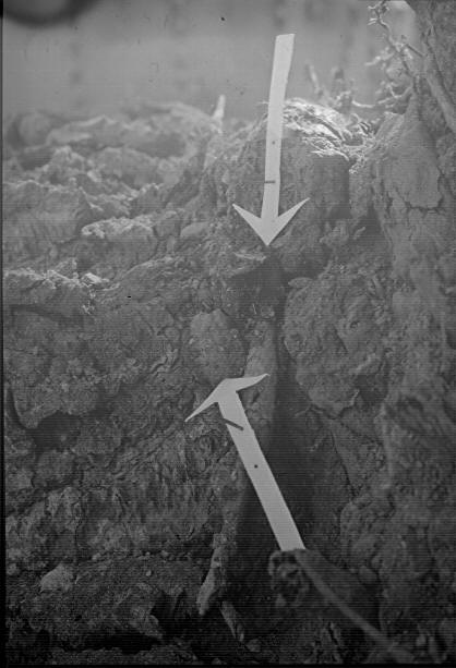 Cactus No. 03-50. Close up of Fomes robustus (?) sporophores at base of windthrown plant.
