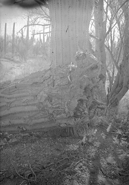 Cactus No. 03-50. View of butt end of windthrown plant showing 3 Fomes robustus (?) sporophores.