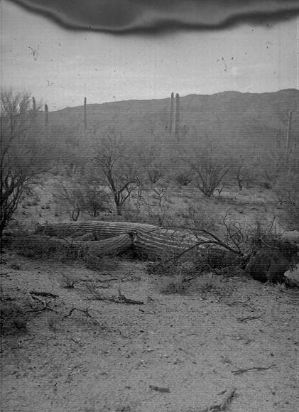 H8-235. View of windthrown plant