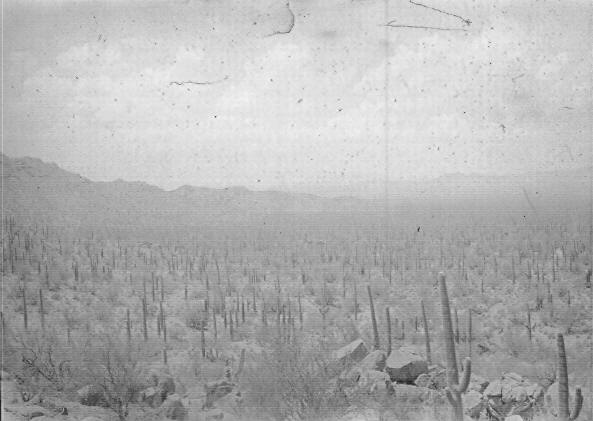 View of Tucson Mtn. Park looking S. W. from hill to S. of Kinney Rd.