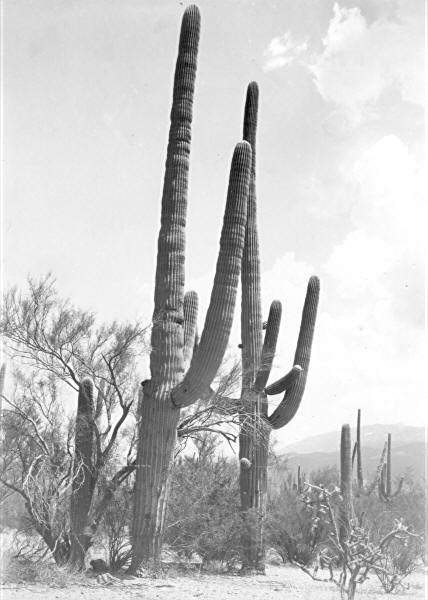 Inoculated cacti