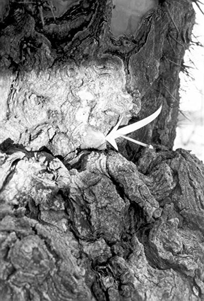 Close-up of Fomes robustus (?) sporophore growing in crease 2 1/2 ft. from ground