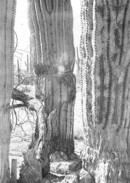 View of lower part of plant showing Fomes robustus (?) sporophore