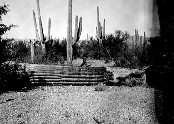 View of windthrown plant showing (1) rotton ribs at base and (2) arrow pointing to sporophore under arm