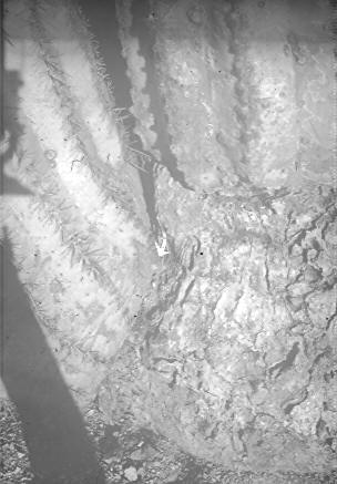 Close-up of Fomes robustus (?) sporophore at base where arm branches