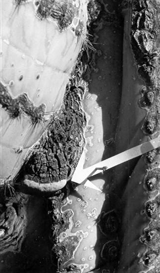 Close-up of 2 Fomes robustus (?) sporophore under arms