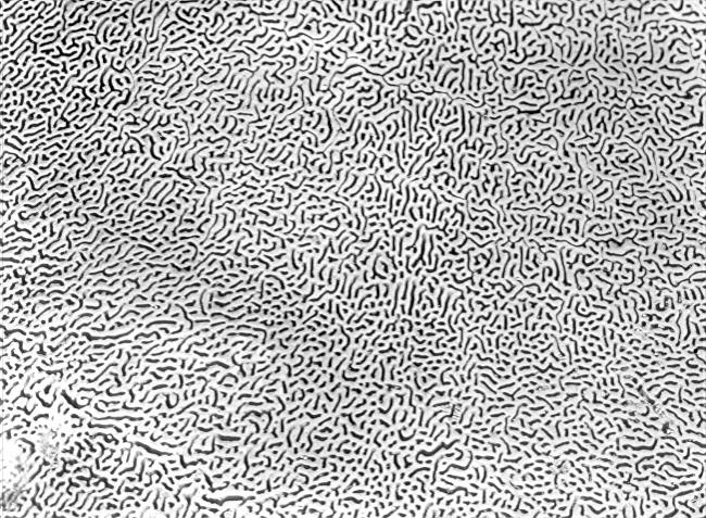 Daedalea ambiguua on Hicoria glabra