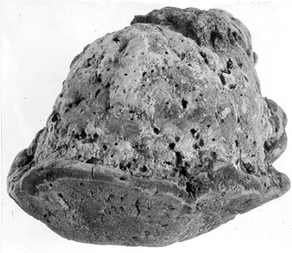 Polyporus dryophilus on Quercus minor