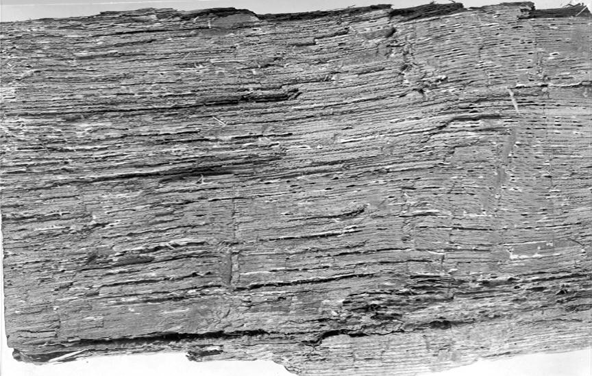 Polyporus pilotae on Quercus alba