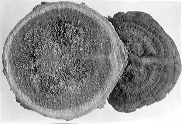 Echinodontium tinctorum on Abies sp.