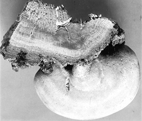 Polyporus obtusus on Quercus velutina