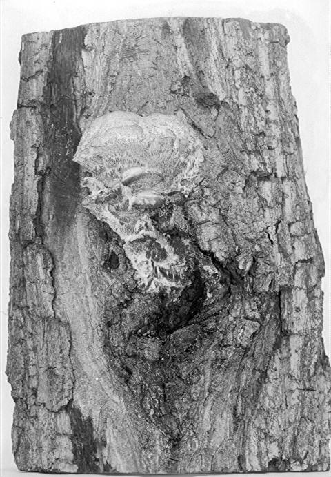 Irpex mollis on Quercus prinus, front view