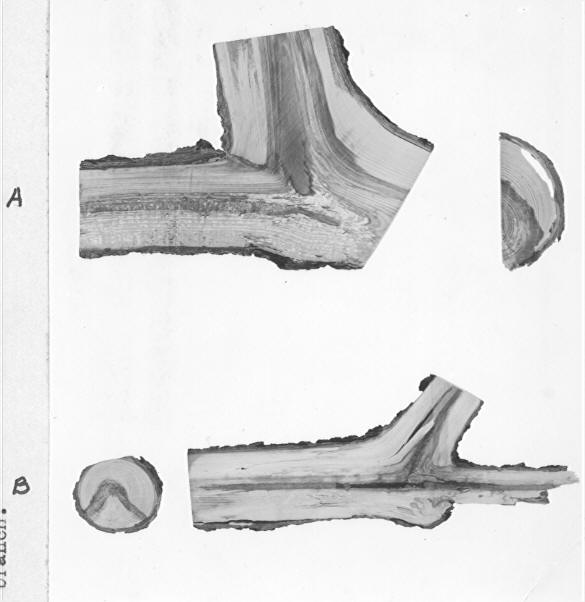 Western red rot infections