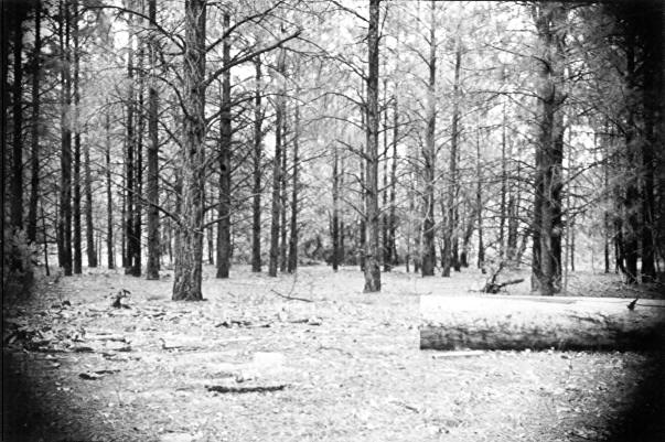 View of western red rot survey plot in 50-year-old ponderosa pine stand