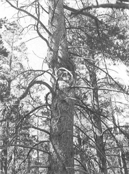 Cronartium harknesii  canker on lodgepole pine