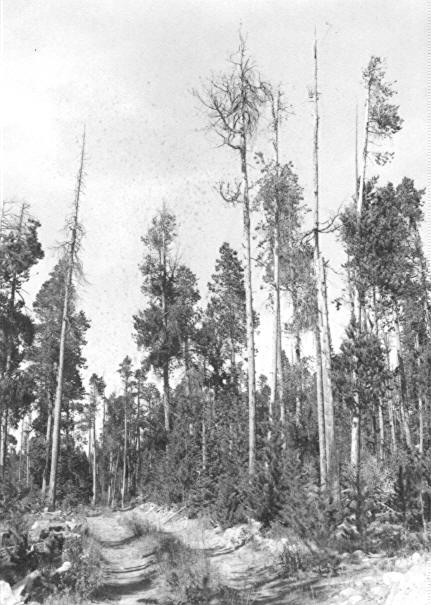 Heavily mistletoe infested stand with high mortality