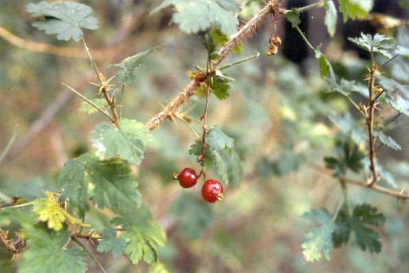 Ribes montigenum, fruit