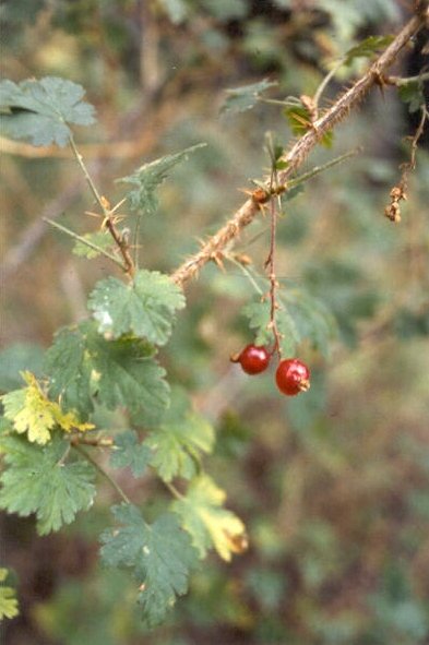 Ribes montigenum, fruit