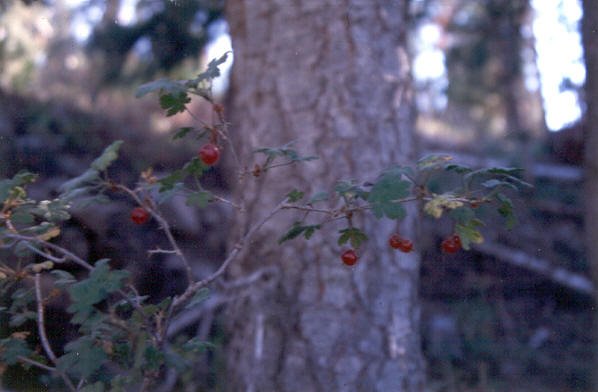 Ribes montigenum, fruit